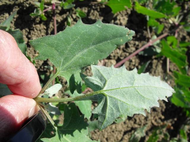 Chenopodium sp.